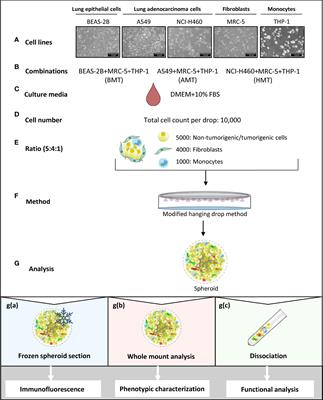 Development of a Multicellular 3D Tumor Model to Study Cellular Heterogeneity and Plasticity in NSCLC Tumor Microenvironment